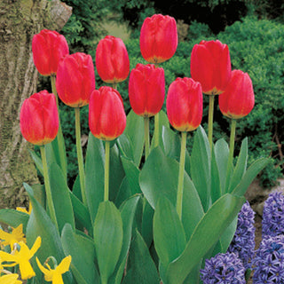 Darwin Hybrid Tulips