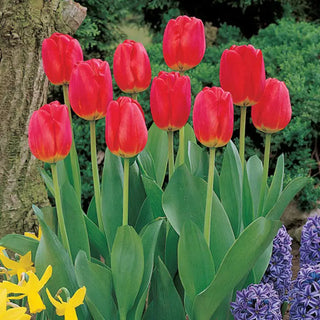 Red Matador Jumbo Perennial Tulip