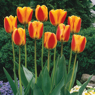 Halleys Comet Jumbo Perennial Tulip