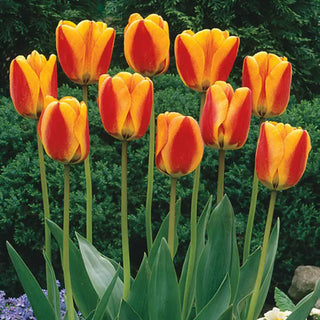 Halley’s Comet Jumbo Perennial Tulip