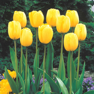 Sun Gold Jumbo Perennial Tulip