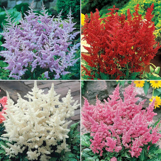 Deluxe Astilbe Collection