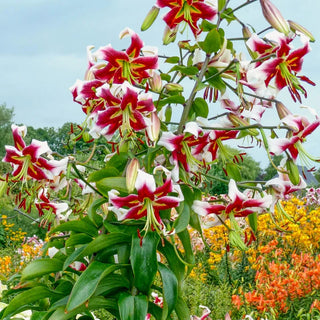 Beverly Dreams Lily Tree®