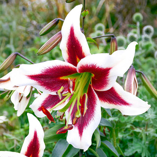 Beverly Dreams Lily Tree