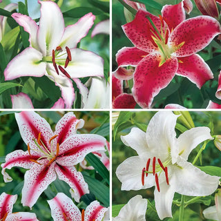 Oriental Lily Collection