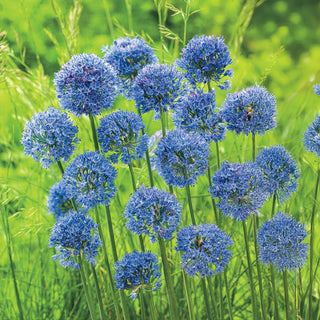 Azure Allium