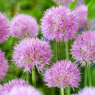 Rosy Dream Allium