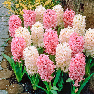 French Perfume Hyacinth Mixture