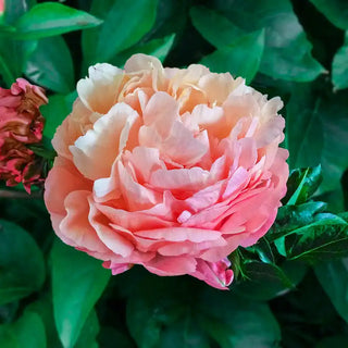 Pink Hawaiian Coral Peony