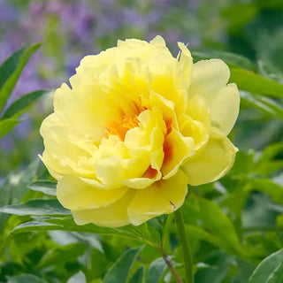 Bartzella Itoh Peony