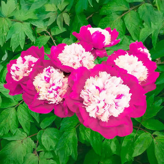 White Cap Peony