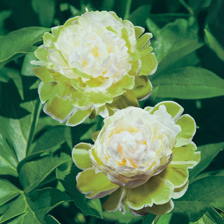 Green Halo Peony