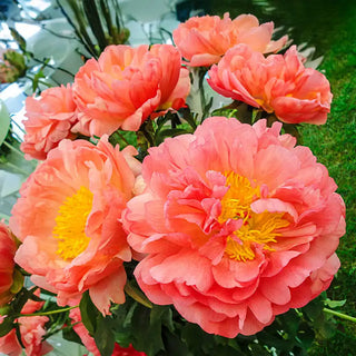 Coral Sunset Peony