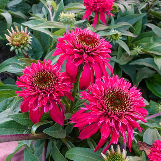 Double Scoop Raspberry Coneflower