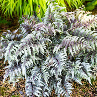 Japanese Painted Fern