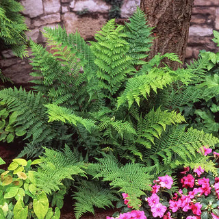 Lady Hardy Fern