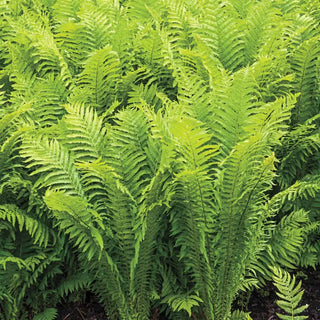 Ostrich Feather Fern