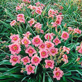 Daylilies