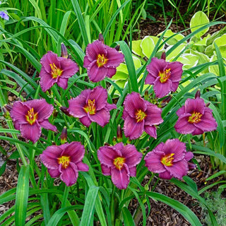 Purple De Oro Reblooming Daylily