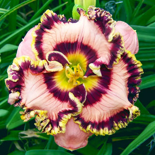 Vegas Jackpot Reblooming Daylily