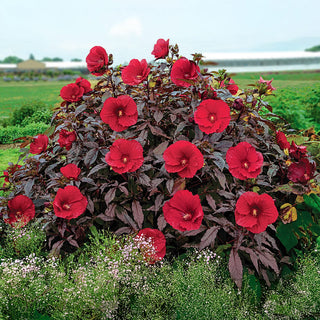 Midnight Marvel Hibiscus