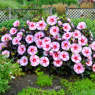 Starry Starry Night Hibiscus