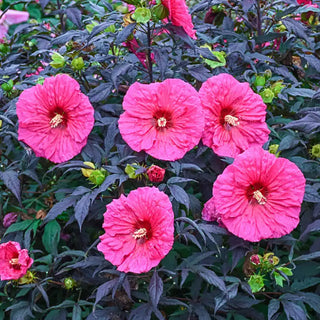 Evening Rose Hibiscus