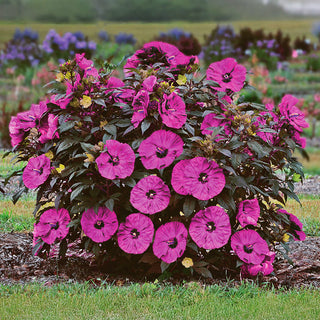 Berry Awesome Hibiscus