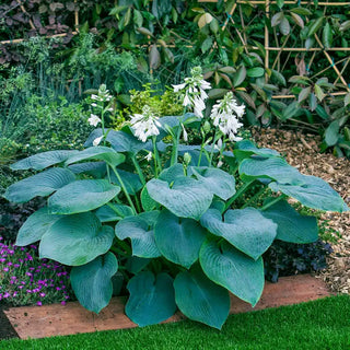 Bressingham Blue Hosta