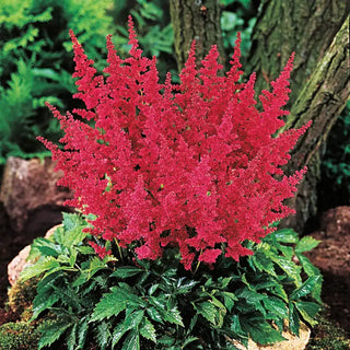 Red Fanal Astilbe