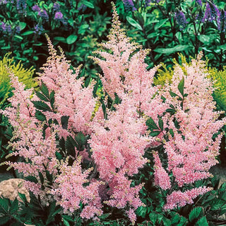 Peach Blossom Astilbe