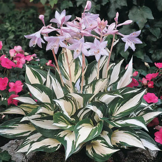 Fire And Ice Hosta