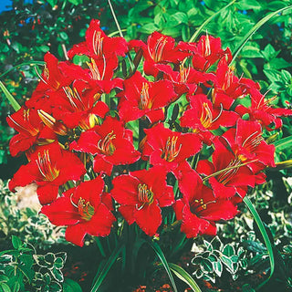 Ruby Stella Daylily