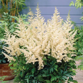 Bridal Veil Astilbe