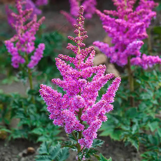 Purple Rain Astilbe