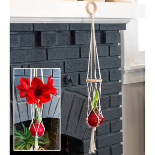 Macrame Amaryllis Holder