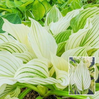 Improved White Feather Hosta