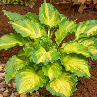 Hostas