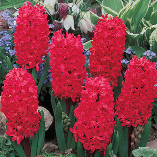 Red Rocket Hyacinths