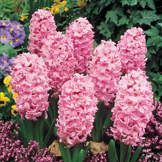 Fondant Fragrant Giant Hyacinth