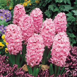 Fondant Fragrant Giant Hyacinth