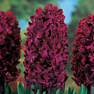 Woodstock Fragrant Giant Hyacinth