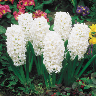 Carnegie Giant Fragrant Hyacinths