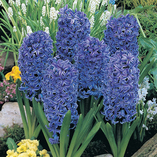 Blue Jacket Giant Fragrant Hyacinths