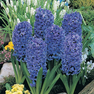 Blue Jacket Fragrant Giant Hyacinth