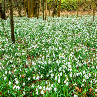 Early Snowdrops