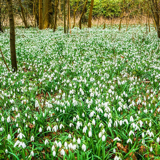 Early Snowdrops