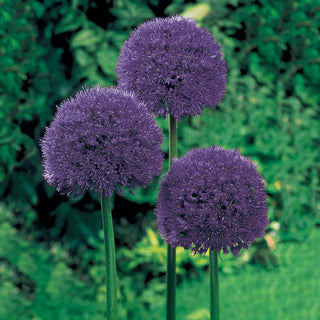 Persian Blue Allium