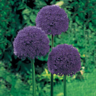 Persian Blue™  Allium