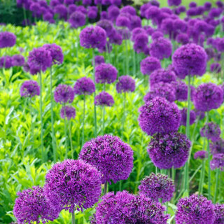 Persian Blue™  Allium